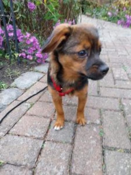 Olga 30 cm (Okt 25) Pflegestelle