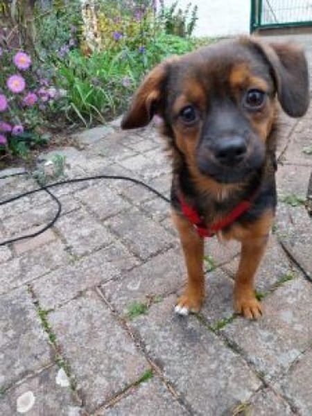 Olga 30 cm (Okt 25) Pflegestelle