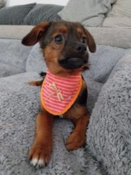 Olga 30 cm (Okt 25) Pflegestelle