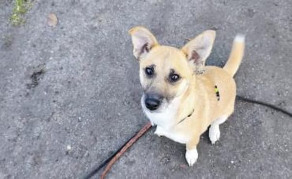 Emmi ❤sucht ihr für immer Zuhause