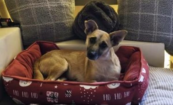 Emmi ❤sucht ihr für immer Zuhause