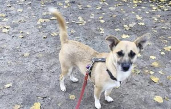 Emmi ❤sucht ihr für immer Zuhause