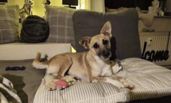 Emmi ❤sucht ihr für immer Zuhause