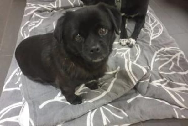 Cherry ❤ Anfängerhündin