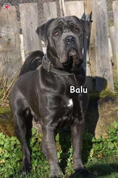 BALU