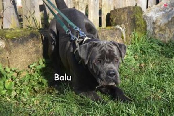 BALU