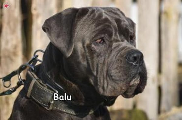 BALU