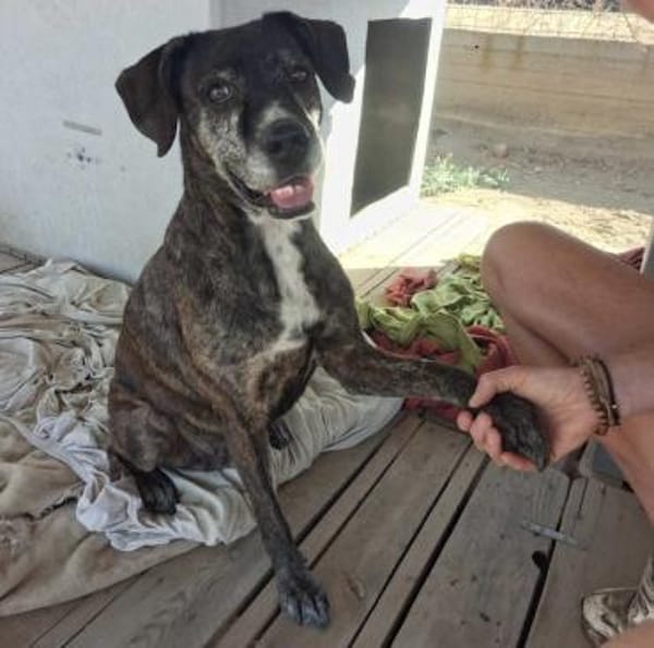 Eleana, lernwillige Hundedame, ca. 6 J