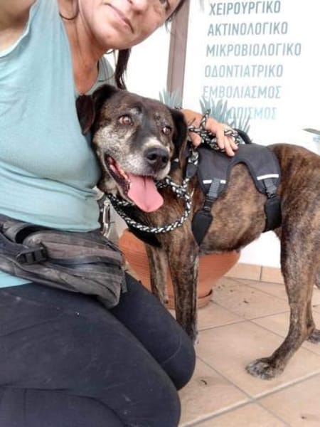 Eleana, lernwillige Hundedame, ca. 6 J