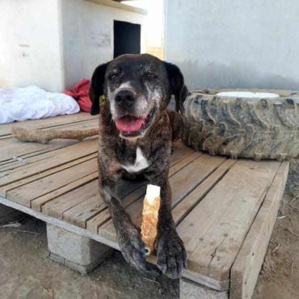 Eleana, lernwillige Hundedame, ca. 6 J