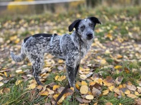 Tomasina möchte Sie begleiten