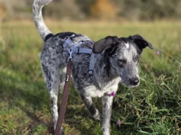 Tomasina möchte Sie begleiten