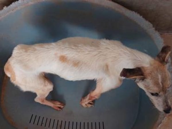 Wer gibt Seniorin Martinia ein Zuhause?