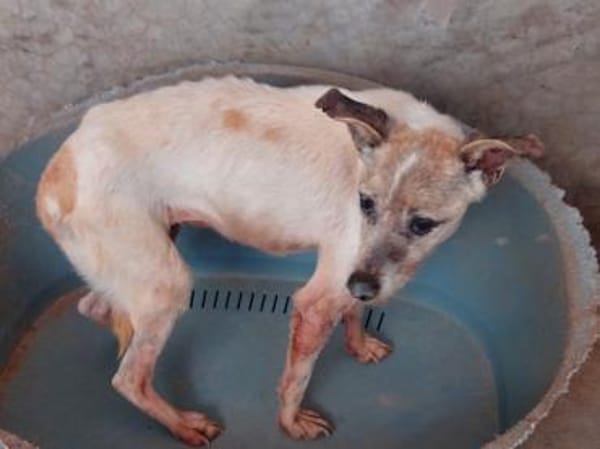 Wer gibt Seniorin Martinia ein Zuhause?