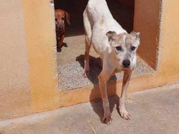 Wer gibt Seniorin Martinia ein Zuhause?