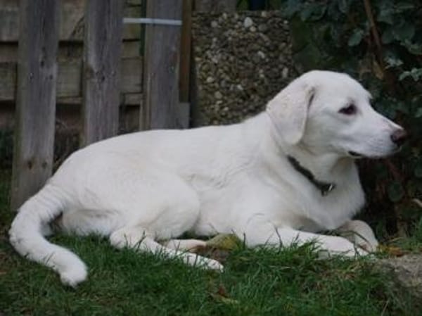 Ciccio möchte Ihr treuer Begleiter sein