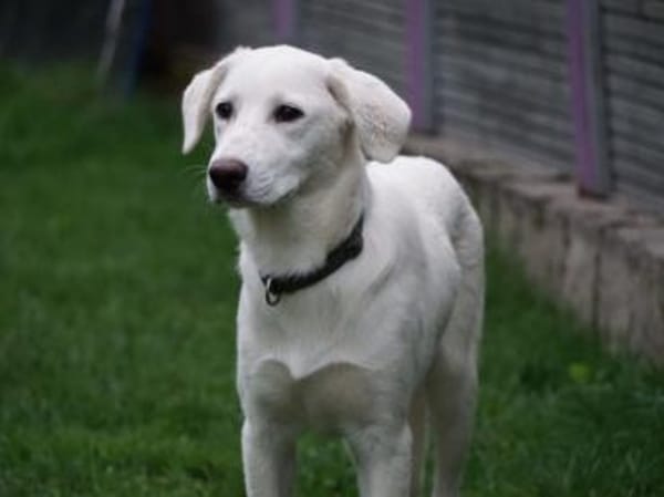 Ciccio möchte Ihr treuer Begleiter sein