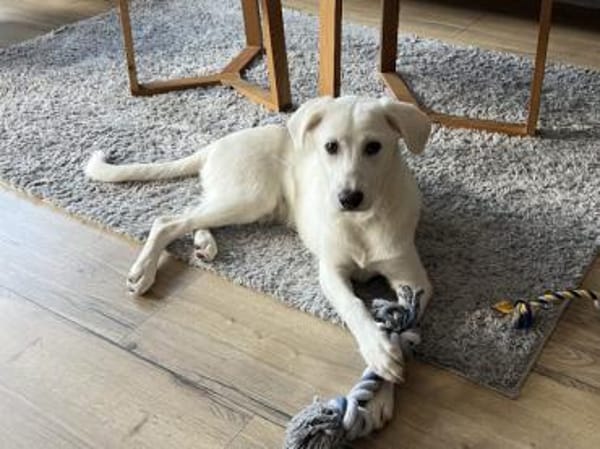 Ciccio möchte Ihr treuer Begleiter sein