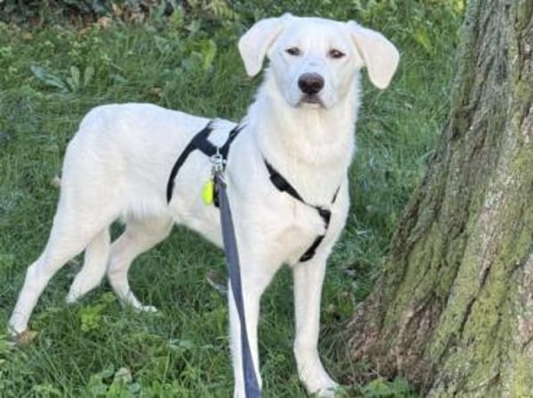 Ciccio möchte Ihr treuer Begleiter sein