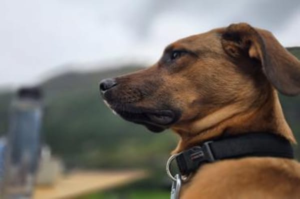 LASKOwartet in 25421 Pinneberg!