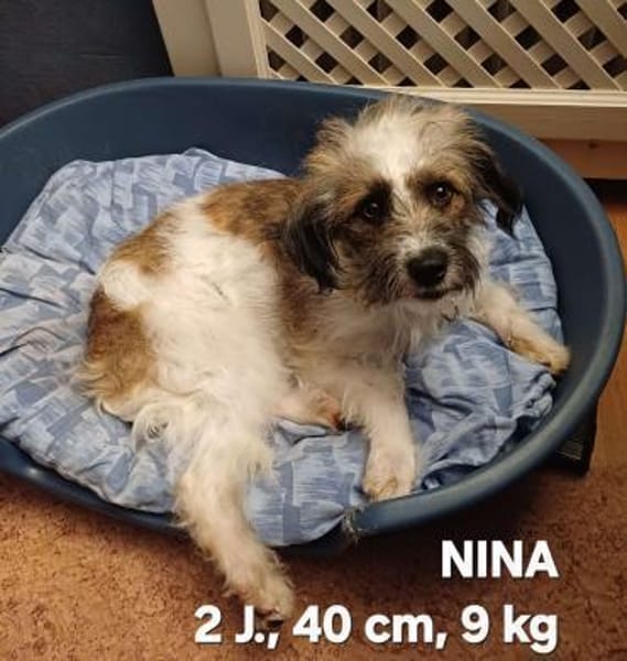 liebevolles Zuhause gesucht für NINA