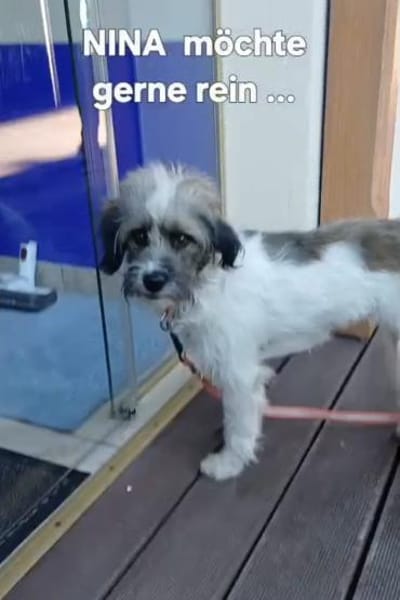 liebevolles Zuhause gesucht für NINA
