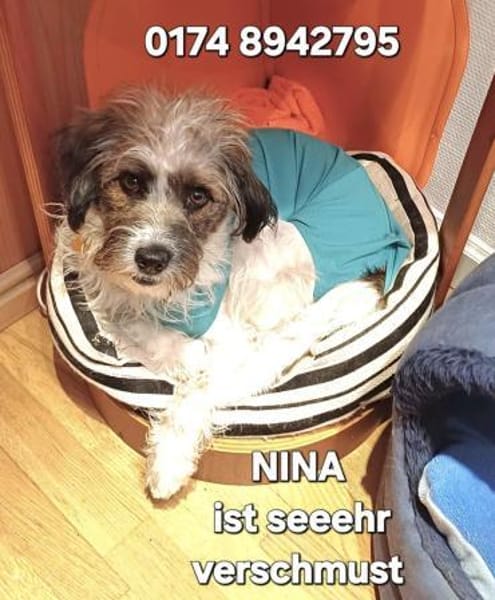 liebevolles Zuhause gesucht für NINA