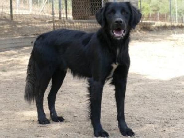 Bambo freut sich auf sein neues Leben