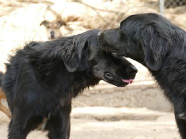 Bambo freut sich auf sein neues Leben