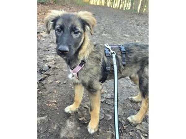 Roslyn - wartet in 32657 Lemgo