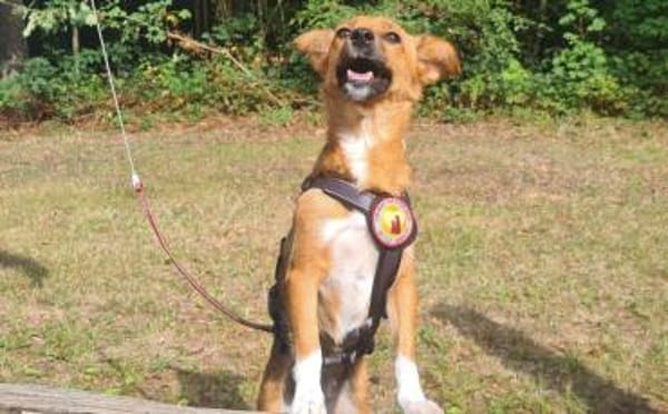 Umgängliche Josepha sucht ihre Menschen