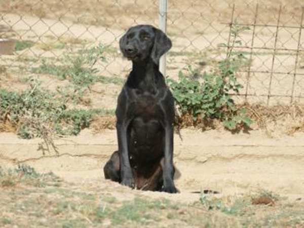 Grey sucht ihr Glück