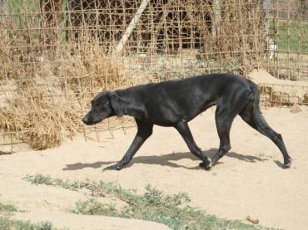 Grey sucht ihr Glück