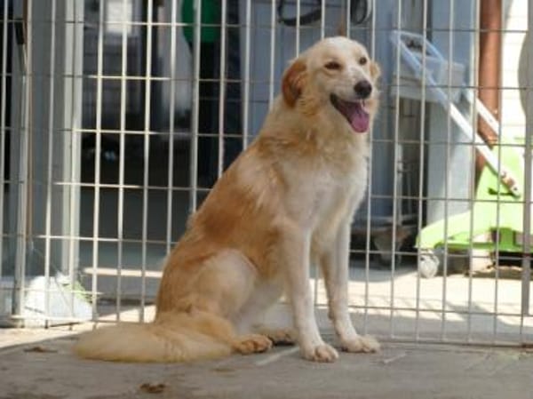 Delia sucht ein liebevolles Heim