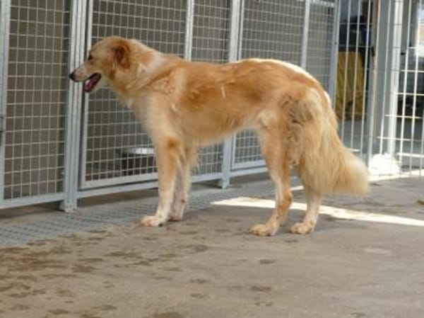 Delia sucht ein liebevolles Heim