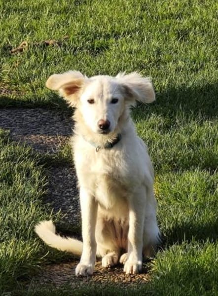 Liebe Belka sucht eine tolle Familie 💖