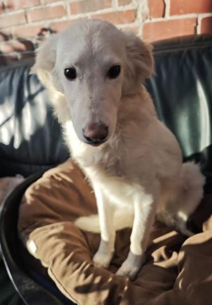 Liebe Belka sucht eine tolle Familie 💖