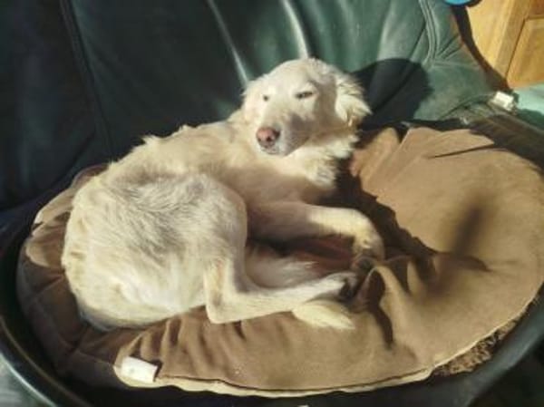 Liebe Belka sucht eine tolle Familie 💖