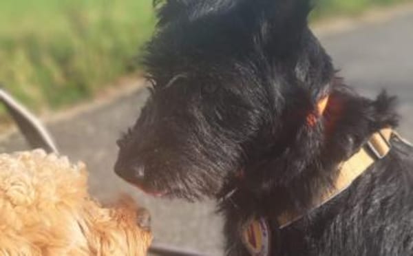 Hat sich Pineta in dein Herz geschlichen