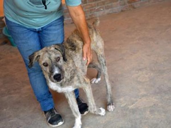 Kore sucht aktive Menschen