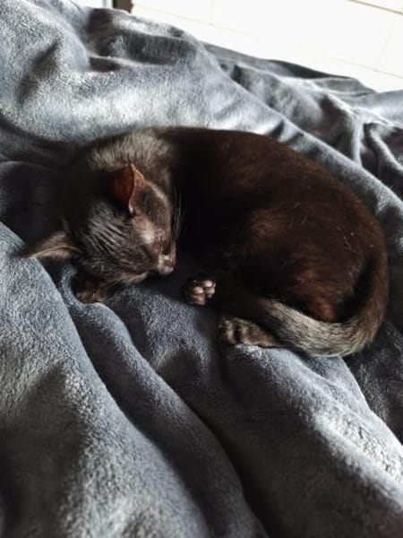 Kater Salem sucht sein Für-immer-Zuhause