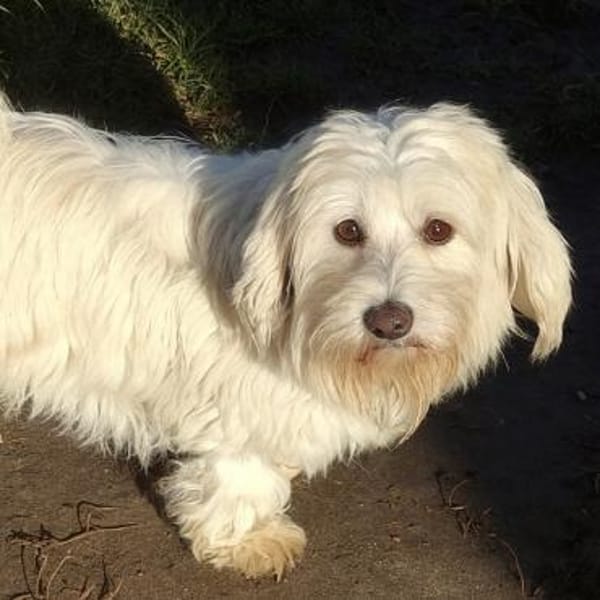 Bella 77776 auf Pflegestelle