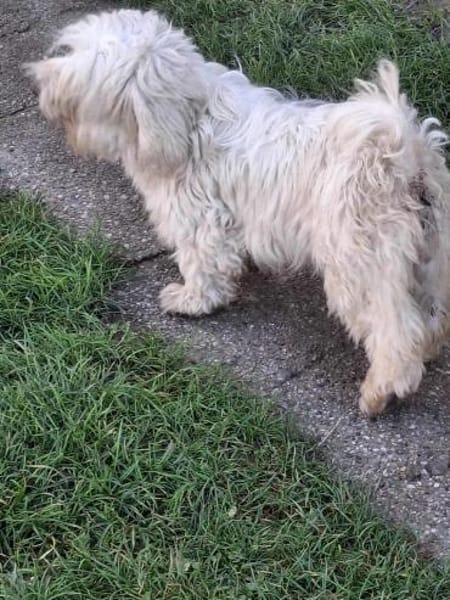 Bella 77776 auf Pflegestelle