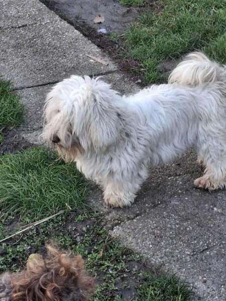 Bella 77776 auf Pflegestelle