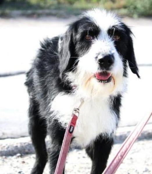 Dion: sanfte Schönheit auf 4 Pfoten!