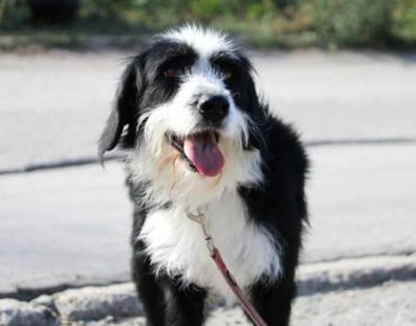 Dion: sanfte Schönheit auf 4 Pfoten!