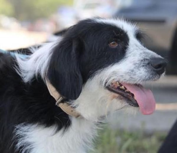 Dion: sanfte Schönheit auf 4 Pfoten!