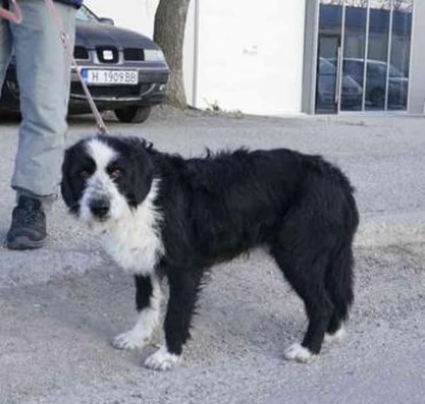 Dion: sanfte Schönheit auf 4 Pfoten!