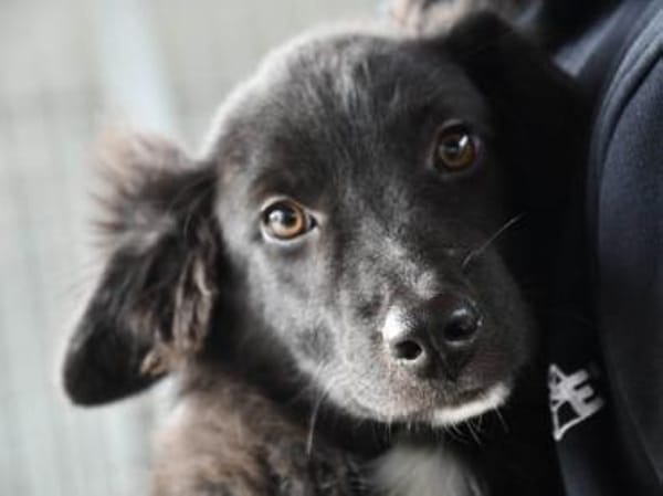 Nuccio wünscht sich Zuhause