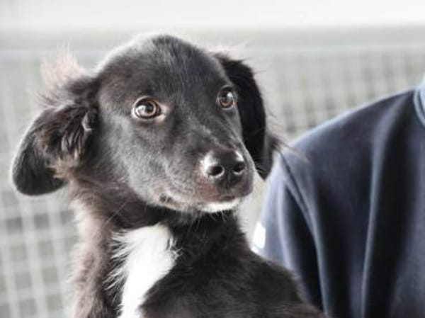 Nuccio wünscht sich Zuhause